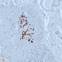 Glucagon Mouse Monoclonal Antibody