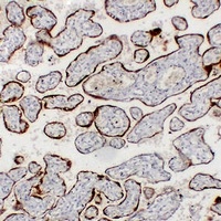 CG beta Mouse Monoclonal Antibody