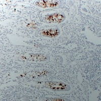 MUC2 antibody