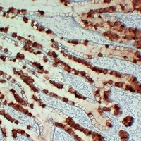 MUC2 antibody