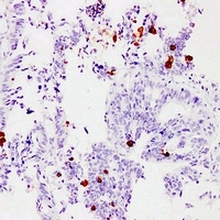 MUC2 antibody