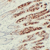 MUC6 Mouse Monoclonal Antibody