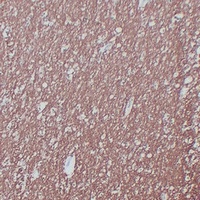 Anti-MBP Antibody