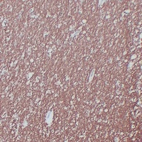 MBP antibody