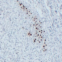 MBP antibody