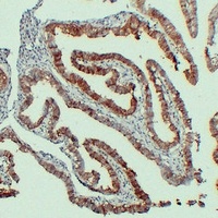 CD325 Mouse Monoclonal Antibody
