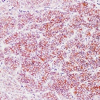 CD325 Mouse Monoclonal Antibody
