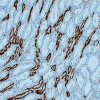 Anti-PGP9.5 Antibody