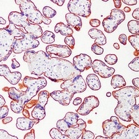 ALPP Mouse Monoclonal Antibody