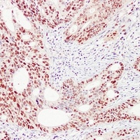 PCNA Antibody