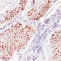 PCNA Antibody