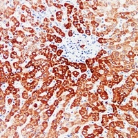 Von Hippel Lindau Mouse Monoclonal Antibody