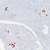 Somatostatin Mouse Monoclonal Antibody