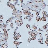 CD31 Antibody
