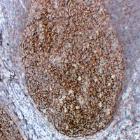 CD35 Antibody