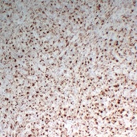Anti-CD68 Antibody