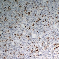 Anti-CD68 Antibody