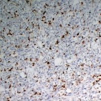 CD68 antibody