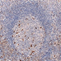 Anti-CD68 Antibody