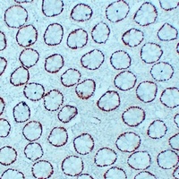 CDX2 Mouse Monoclonal Antibody