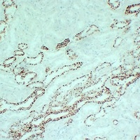 Claudin 7 antibody