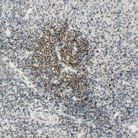 OCT2 Mouse Monoclonal Antibody