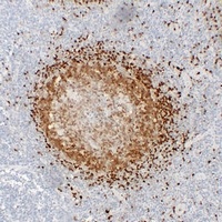 TCL1A Antibody