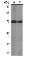 SOX9 Antibody