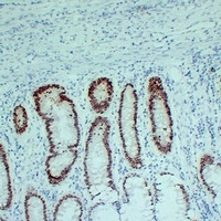 SOX9 Antibody