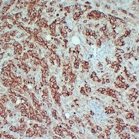 CD63 Antibody