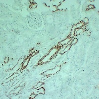 Claudin 7 antibody