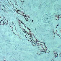 Anti-Claudin 7 Antibody