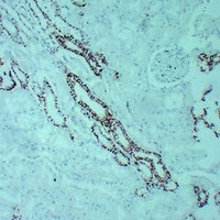 Claudin 7 antibody