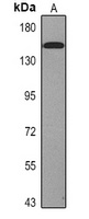 PI3K p110 alpha (H1047R) Antibody