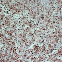 PMEL Antibody