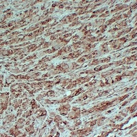 PMEL Antibody