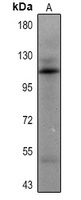 Androgen Receptor Mouse Monoclonal Antibody