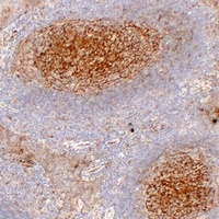 CD54 Antibody
