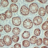 Claudin 4 antibody