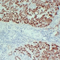 Claudin 4 antibody