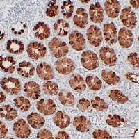 MUC2 Mouse Monoclonal Antibody