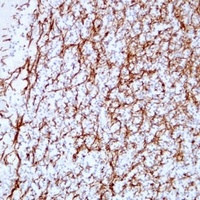 MBP antibody