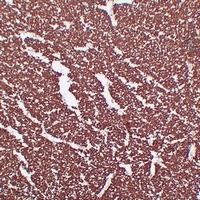 Anti-MBP Antibody