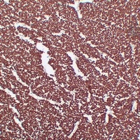 MBP antibody