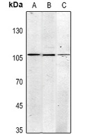 CD325 Antibody