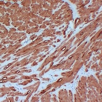 Anti-Actin pan Antibody