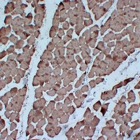 Actin pan antibody