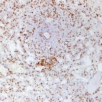 CD3E antibody