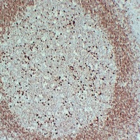 CD79a Mouse Monoclonal Antibody