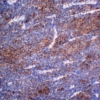 Chromogranin A antibody